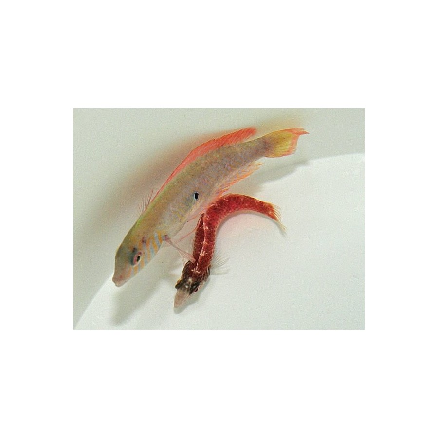 Xyrichtys splendens - pariskunta