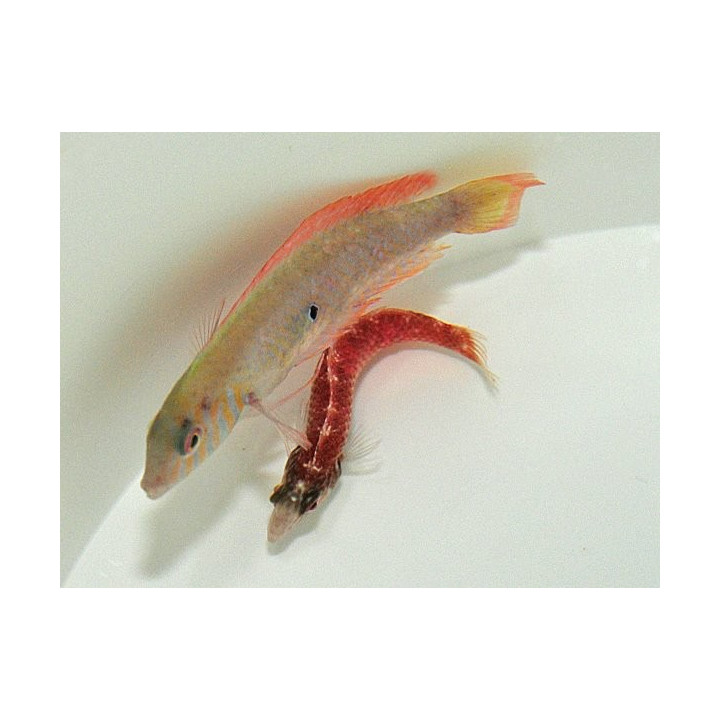 Xyrichtys splendens - pariskunta