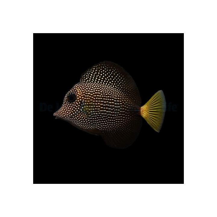 Zebrasoma gemmatum - Gem Tang