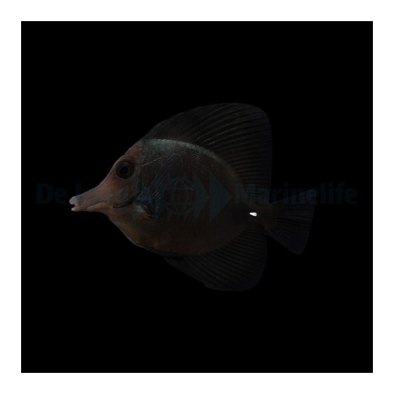 Zebrasoma rostratum - Black Longnose Sailfin Tang