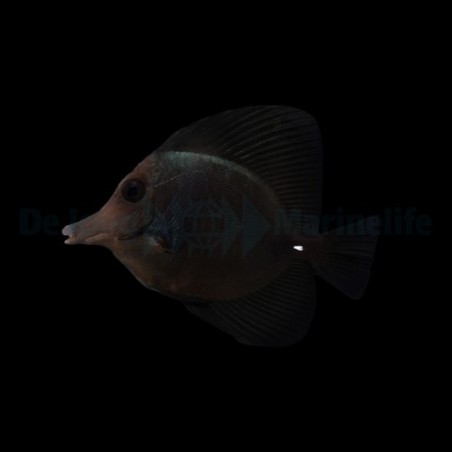 Zebrasoma rostratum - Black Longnose Sailfin Tang