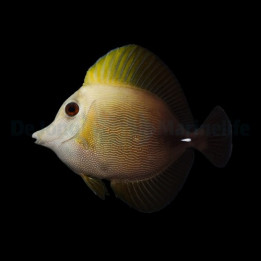 Ruskovälskäri (Zebrasoma scopas), kestävä kirurgikala merivesiakvaarioon