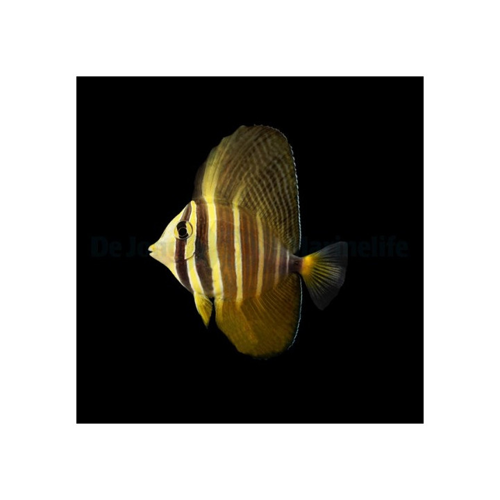 Purjevälskäri (Zebrasoma veliferum), suurikokoinen kirurgikala merivesiakvaarioon