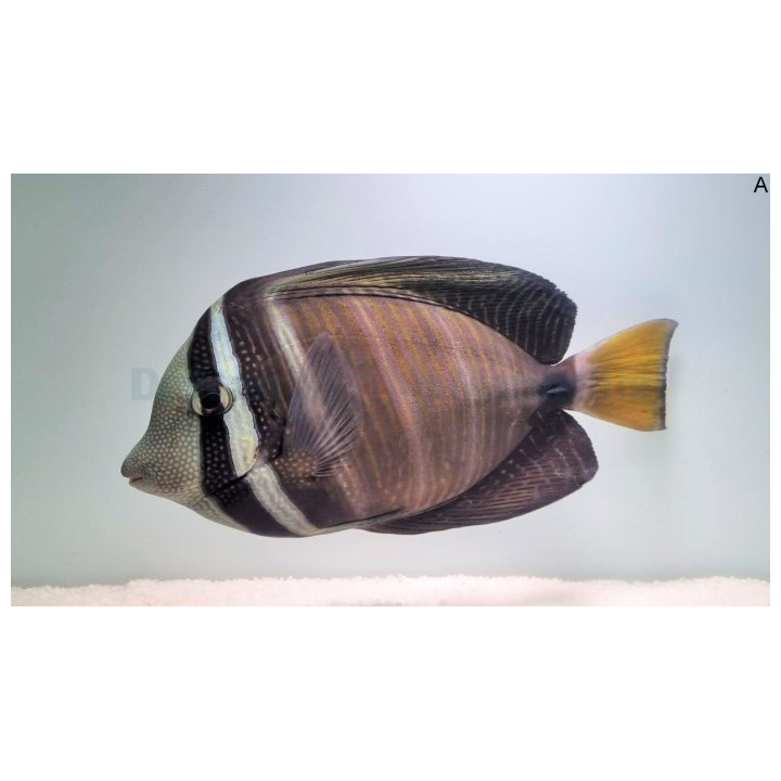 Purjevälskäri (Zebrasoma veliferum), suurikokoinen kirurgikala merivesiakvaarioon