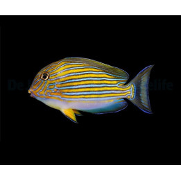 Acanthurus lineatus - Juovavälskäri