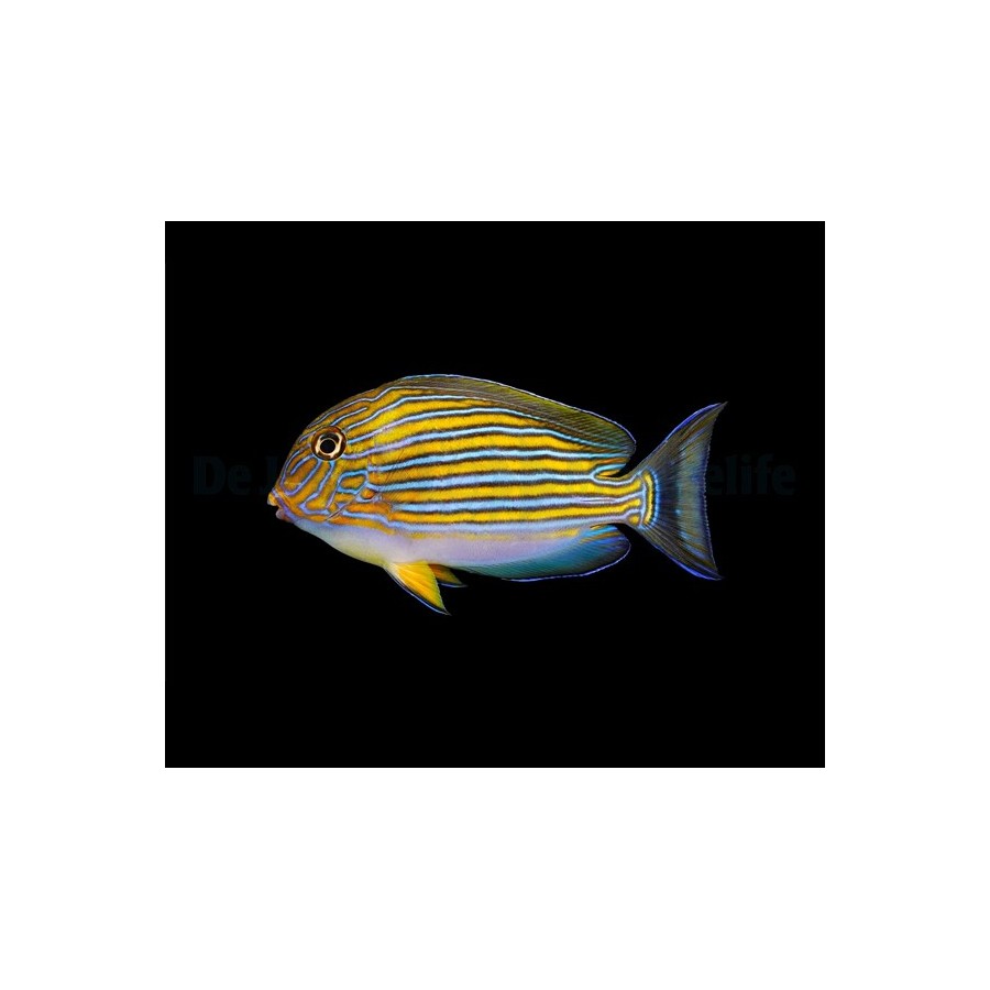 Acanthurus lineatus - Juovavälskäri