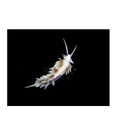 Aeolidiella stephanieae - Berghia Nudibranch