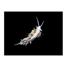 Aeolidiella stephanieae - Berghia Nudibranch