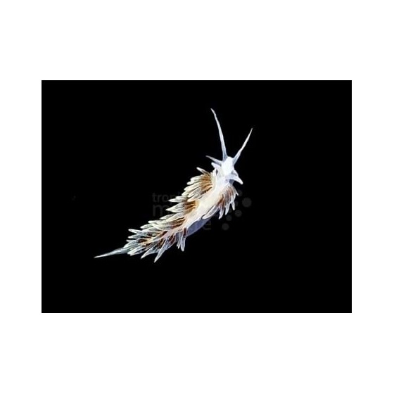 Aeolidiella stephanieae - Berghia Nudibranch