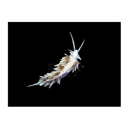 Aeolidiella stephanieae - Berghia Nudibranch