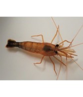 Lysmata Wurdemanni - Peppermint Shrimp