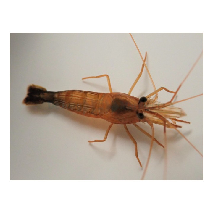 Lysmata Wurdemanni - Peppermint Shrimp