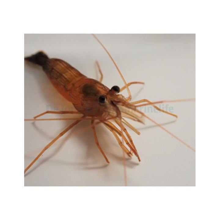 Lysmata Wurdemanni - Peppermint Shrimp