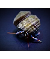 Clibanarius Tricolor - Blue Leg Hermit Crab