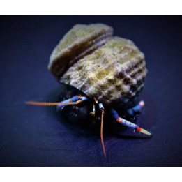Clibanarius Tricolor - Blue Leg Hermit Crab