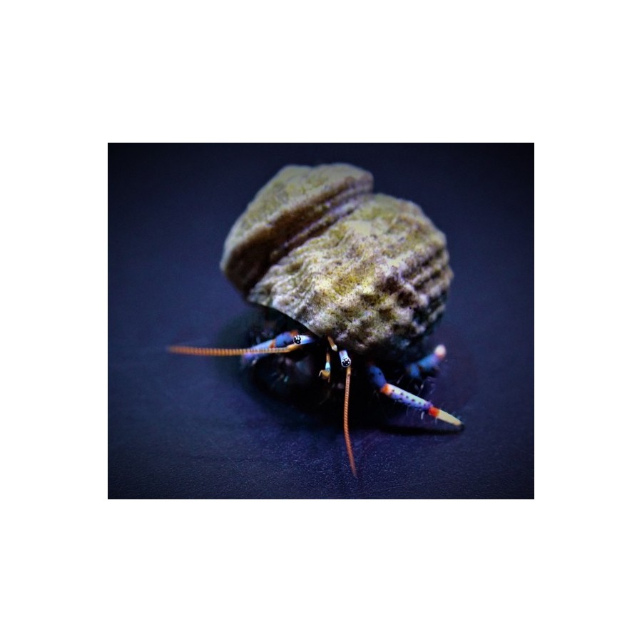 Clibanarius Tricolor - Blue Leg Hermit Crab