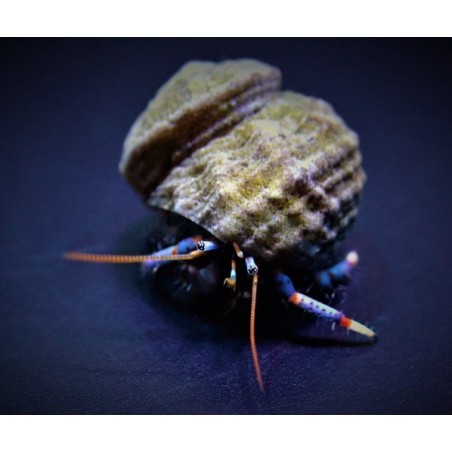 Clibanarius Tricolor - Blue Leg Hermit Crab