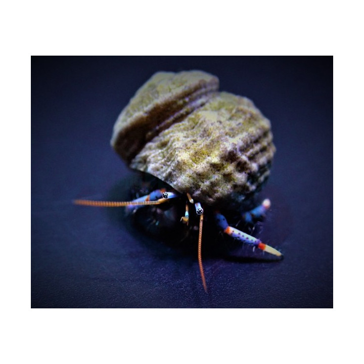 Clibanarius Tricolor - Blue Leg Hermit Crab