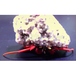 Paguristes cadenati – Scarlet Skunk Hermit Crab | Pieni ja tehokas reef safe -siivooja
