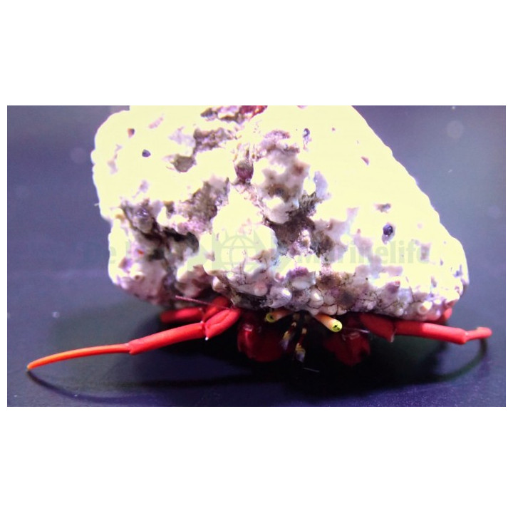 Paguristes cadenati – Scarlet Skunk Hermit Crab | Pieni ja tehokas reef safe -siivooja