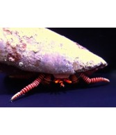 Ciliopagurus strigatus - Halloween Hermit Crab