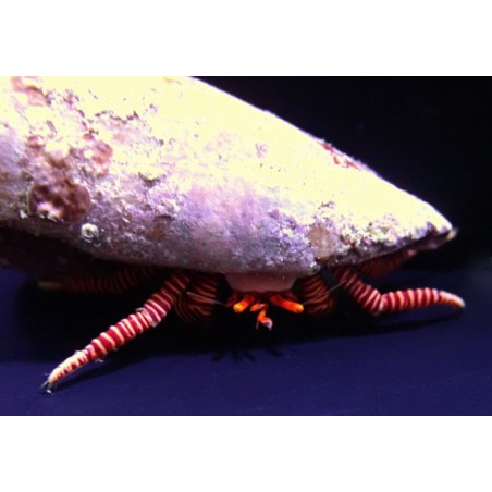 Ciliopagurus strigatus - Halloween Hermit Crab