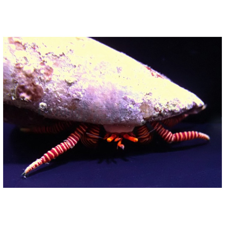 Ciliopagurus strigatus - Halloween Hermit Crab