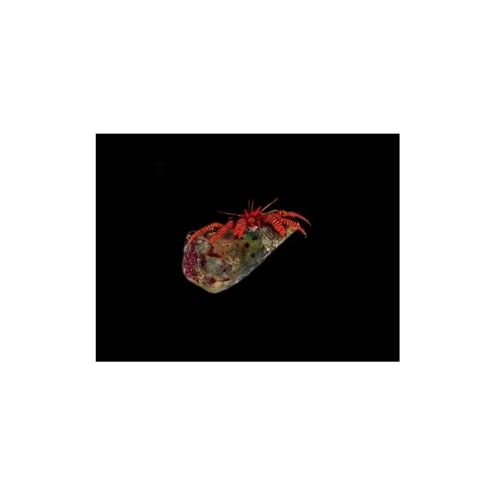 Ciliopagurus strigatus - Halloween Hermit Crab