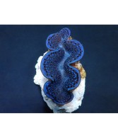 Tridacna Maxima Blue