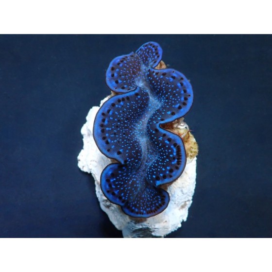 Tridacna Maxima Blue