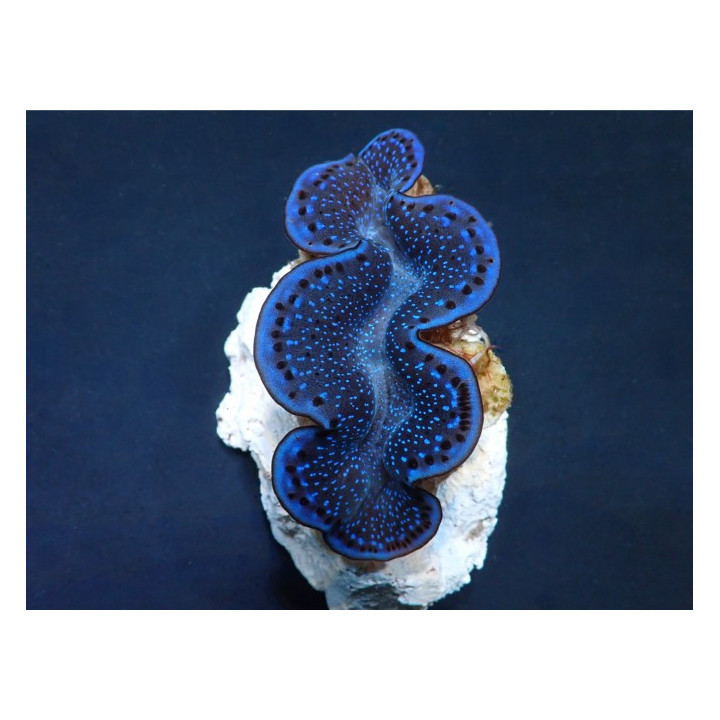 Tridacna Maxima Blue