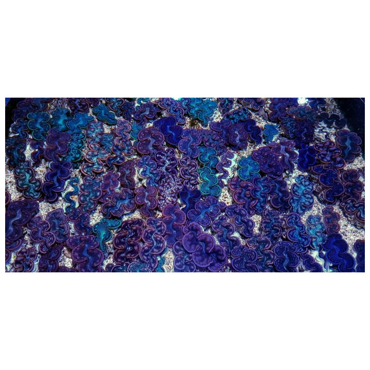 Tridacna Maxima Blue