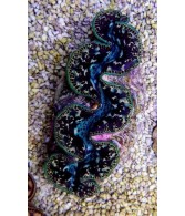 Tridacna Maxima Black/Tiger