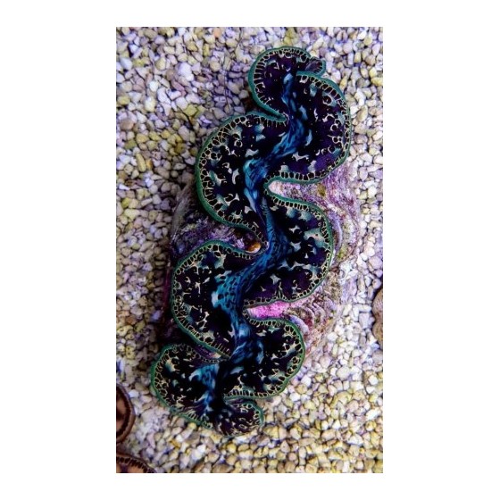 Tridacna Maxima Black/Tiger