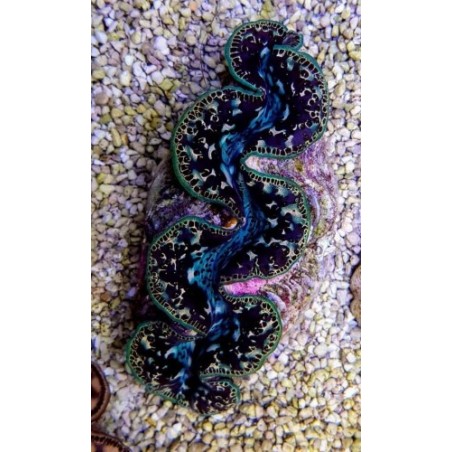 Tridacna Maxima Black/Tiger