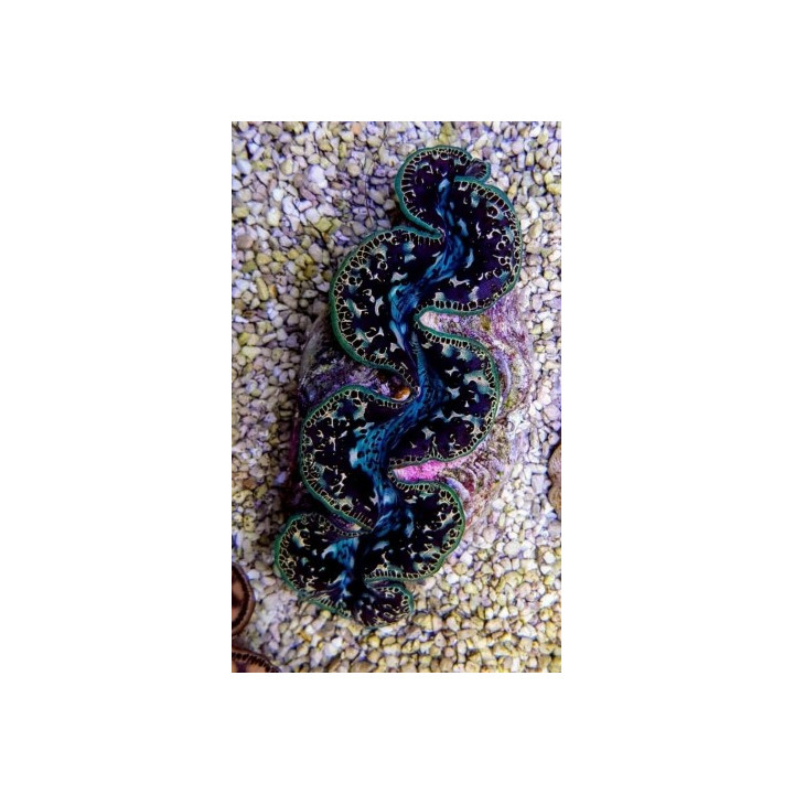 Tridacna Maxima Black/Tiger