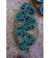 Tridacna Maxima Green