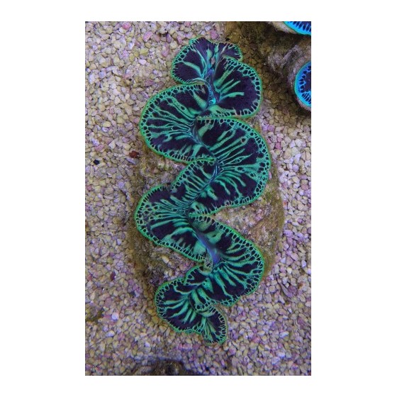 Tridacna Maxima Green