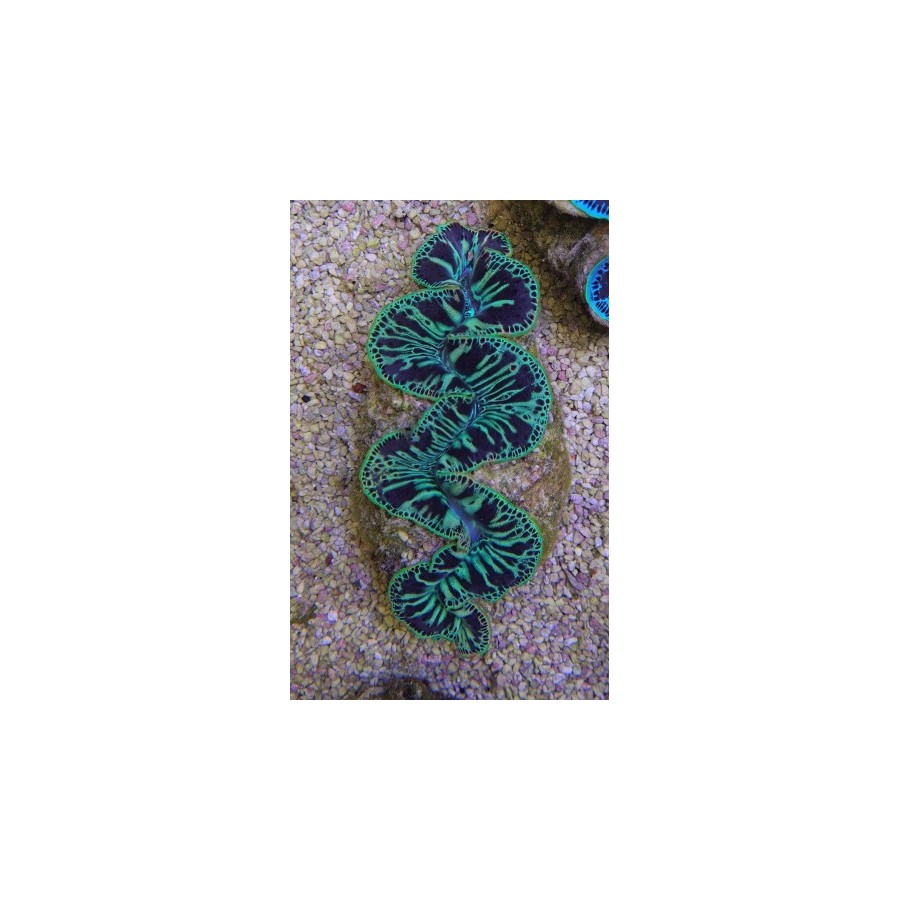 Tridacna Maxima Green