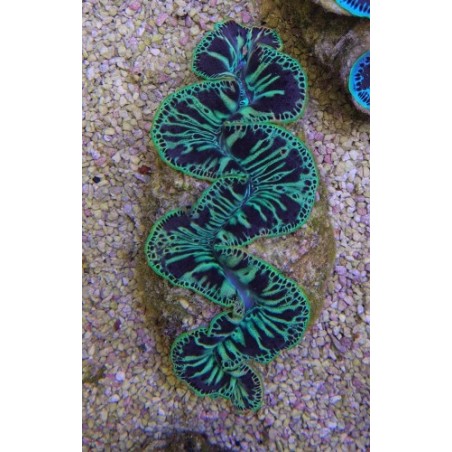 Tridacna Maxima Green