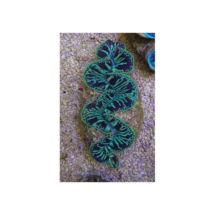 Tridacna Maxima Green