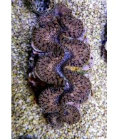 Tridacna Maxima Tear Drop