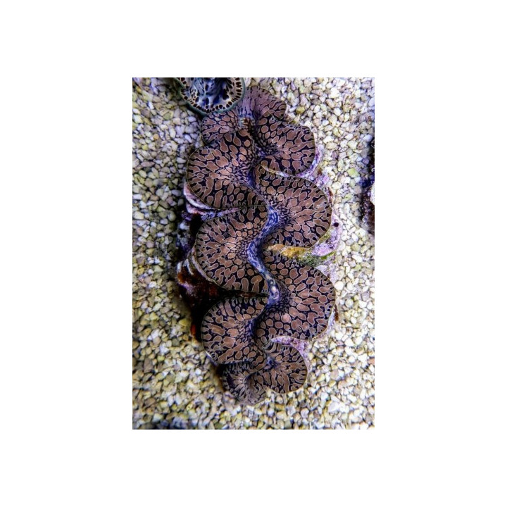 Tridacna Maxima Tear Drop