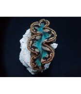 Tridacna Maxima Yellow/gold