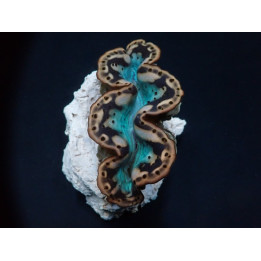 Tridacna Maxima Yellow/gold