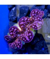 Tridacna Maxima Pink/Purple