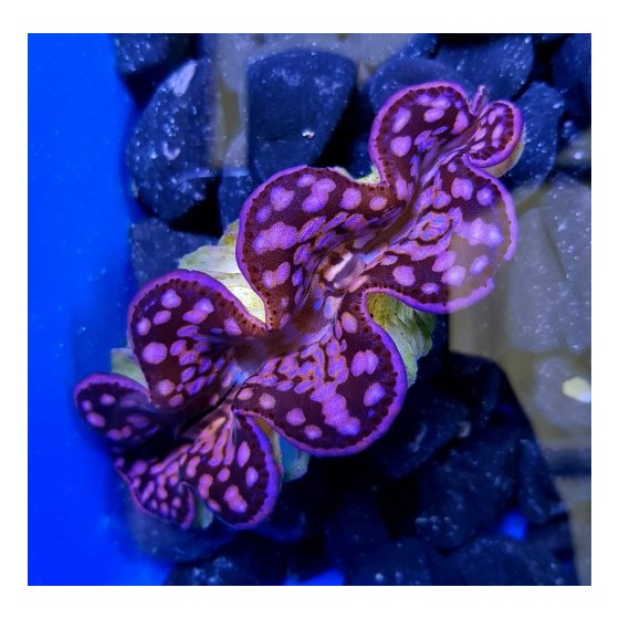 Tridacna Maxima Pink/Purple