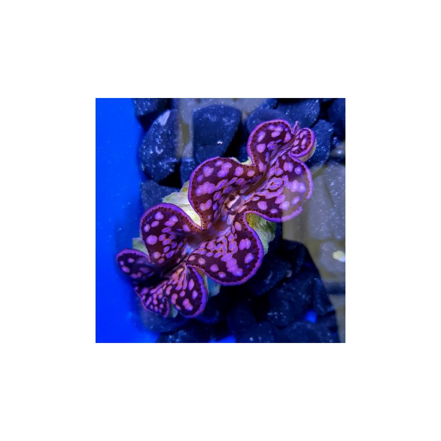 Tridacna Maxima Pink/Purple