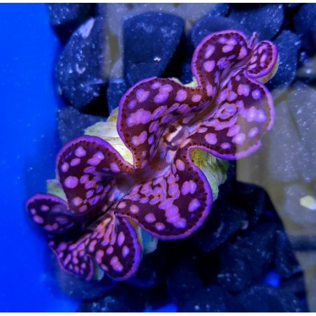 Tridacna Maxima Pink/Purple