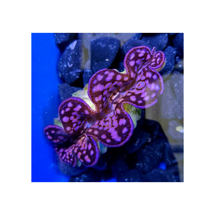 Tridacna Maxima Pink/Purple